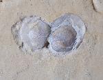 Terebratula sp. MUELLER 1776 - Bild &copy; FossNet FossilienStore